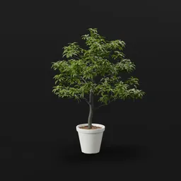 Tree Avacado Lrg Potted