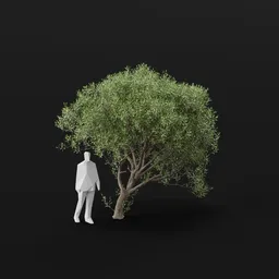 Olive Tree Bent Large