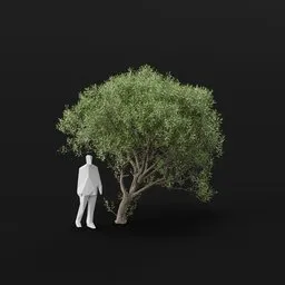 Olive Tree Bent Large