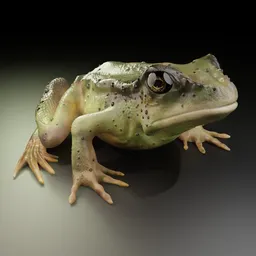Green Toad