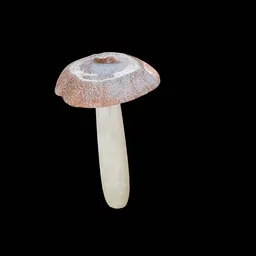 Mushroom