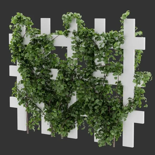 Divider Fence Climber Plant