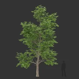 Tall Spreading Tree