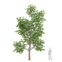 Tall Spreading Tree