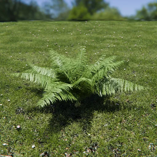 Ostrich Fern