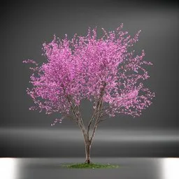 Tree Eastern Redbud Animated