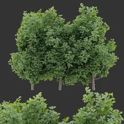 Simple Shrub Plant Collection