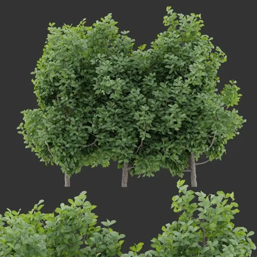 Simple Shrub Plant Collection