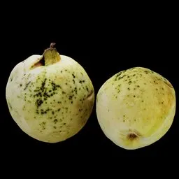 Fresh Guava Fruit