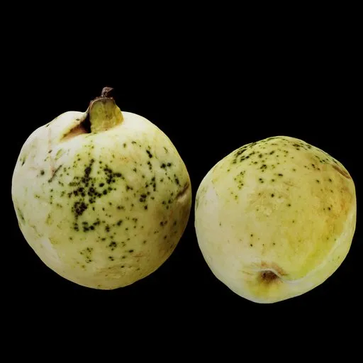 Fresh Guava Fruit