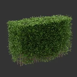 Multiple Hedge Bush Plant AQ