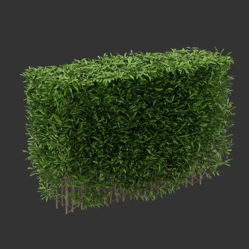 Multiple Hedge Bush Plant