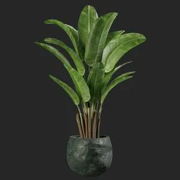 Plant