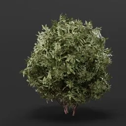 Button Bush Medium Rough