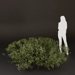 SJ-Under Tree Shadow Bush