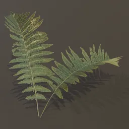 Lady Fern Sprout