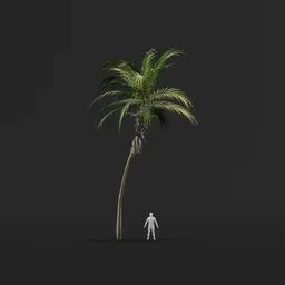 Palm Tree (Spring) - Medium Thin Natural