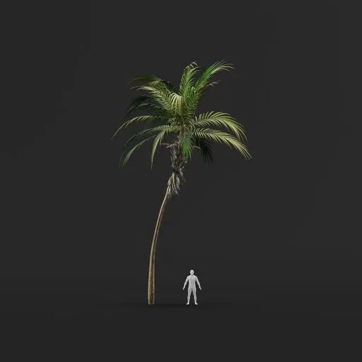Palm Tree (Spring) - Medium Thin Natural