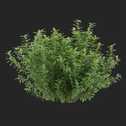 Openform Green Bush Plant