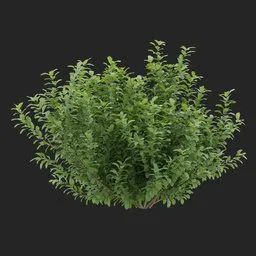 Openform Green Bush Plant