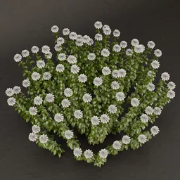 SJ-Sunset Glow Blooms