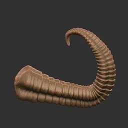 Ribbed Curl Horn