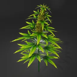 Alt text: "3D model of a blooming cannabis bush in a glass vase for Blender 3D. The plant is commonly known as hemp and has various uses including rope, cooking oil, and essential oil. Keywords: nature, outdoor, marijuana, flowers, leaves."