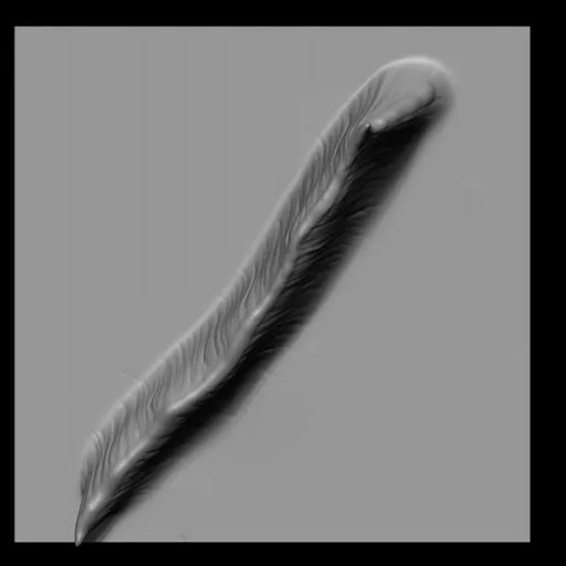 NS Sea Creature fin