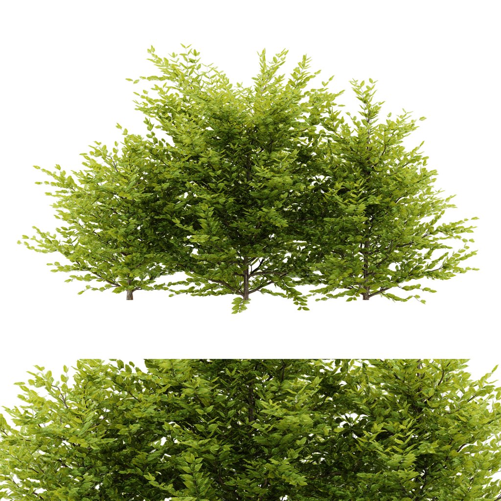 BlenderKit | Download the simple bush plant 104 model