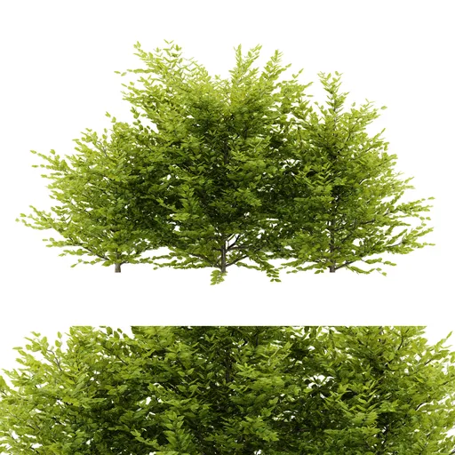 simple bush plant