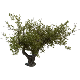 Detailed 3D model of a lush, leafy tree with textured bark, suitable for Blender rendering and CG environments.