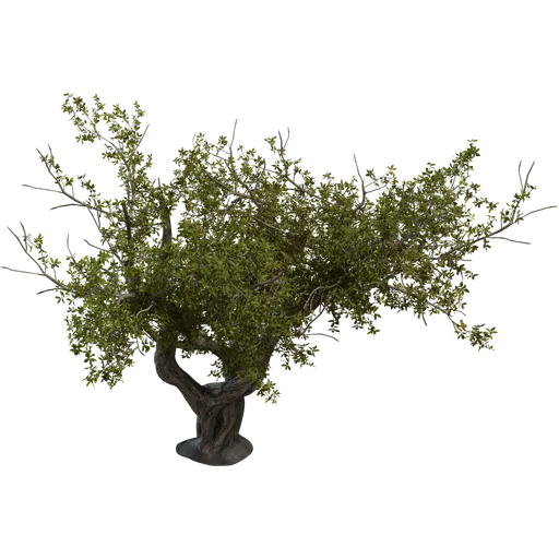 Island Tree 02