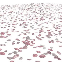 Ground Cherry blossom petals