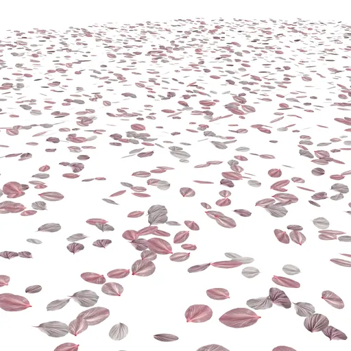 Ground Cherry blossom petals