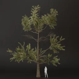 SJ-Warm Breeze Woodland Pine