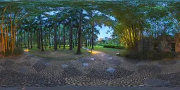 In the woods at night