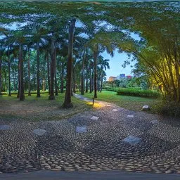 In the woods at night