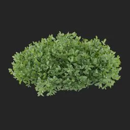 Groundcover Bush Plant