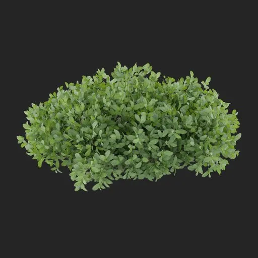 Groundcover Bush Plant