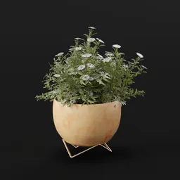 Flower Aster Potted Small