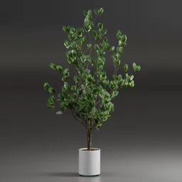 Indoor Plant Variation