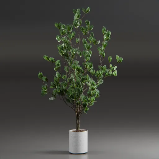 Indoor Plant Variation
