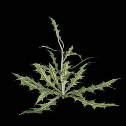 Desert Bush