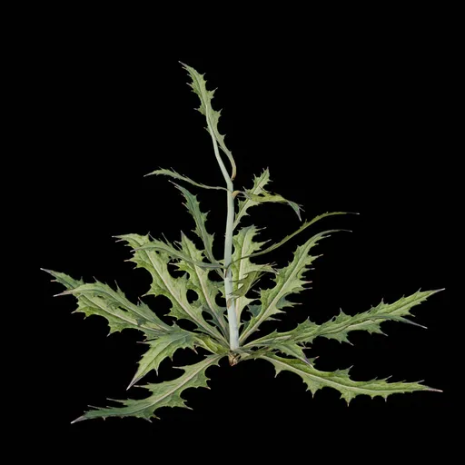 Desert Bush