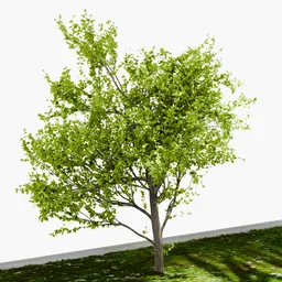 Tree Yoshino cherry