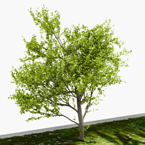 Tree Yoshino cherry