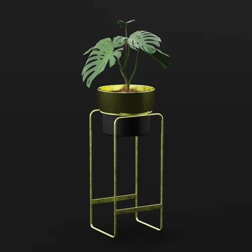 Monestera Plant Sap Potted