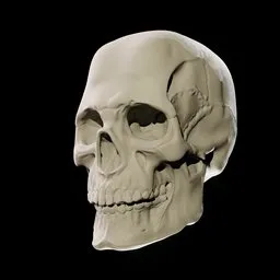 Skull 3D Sculpt