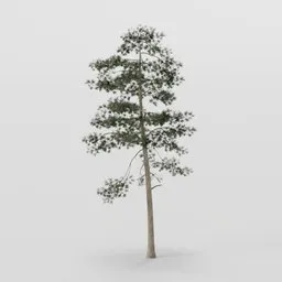 Large Tall Pine Tree
