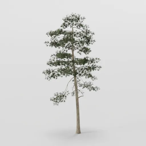 Large Tall Pine Tree